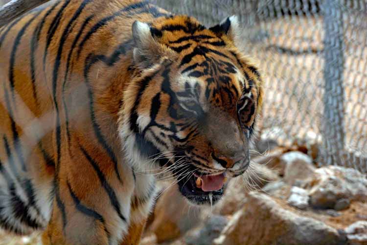 tiger